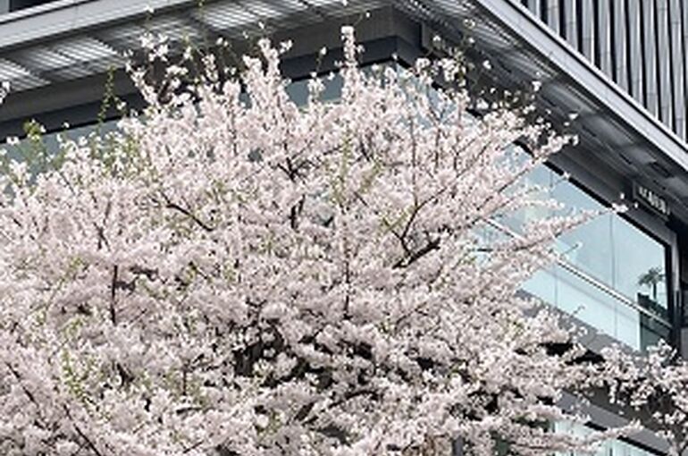 飯田橋・神楽坂の着付け教室｜飯田橋の桜が満開、着物が似合います