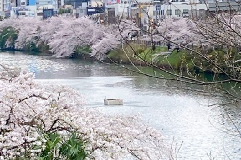 飯田橋・神楽坂の着付け教室｜外堀通りの桜が満開です